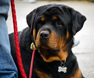 10546973_1502112130073561_2121279517900113446_o